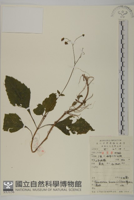 下田菊藏品圖，第1張