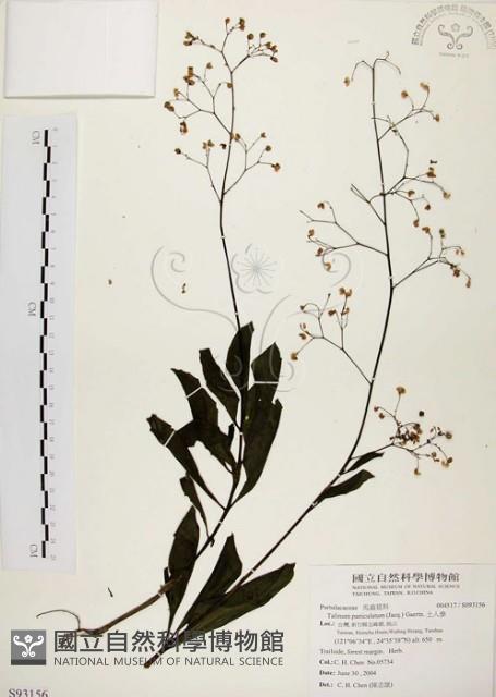 土人參藏品圖，第1張