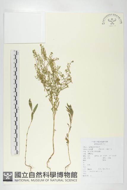 腺獨行菜藏品圖，第1張