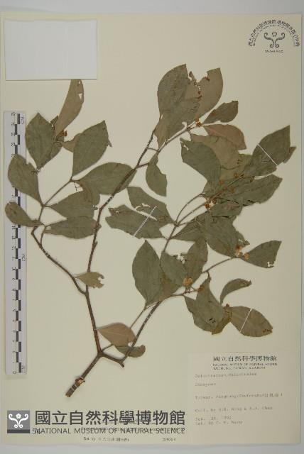 菱葉衛矛藏品圖，第1張