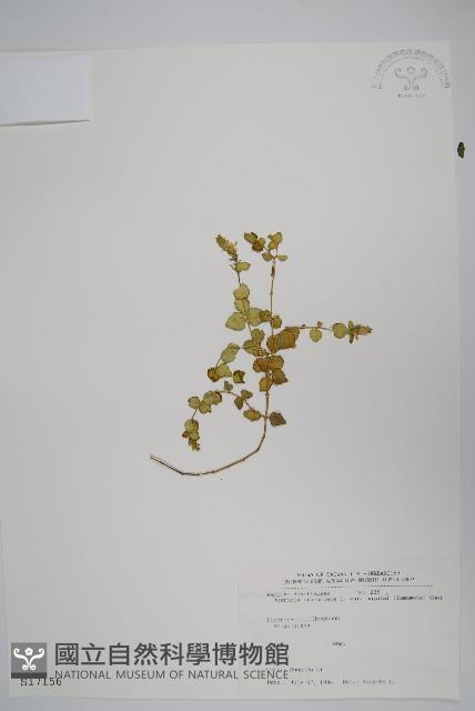 早田氏爵床藏品圖，第1張