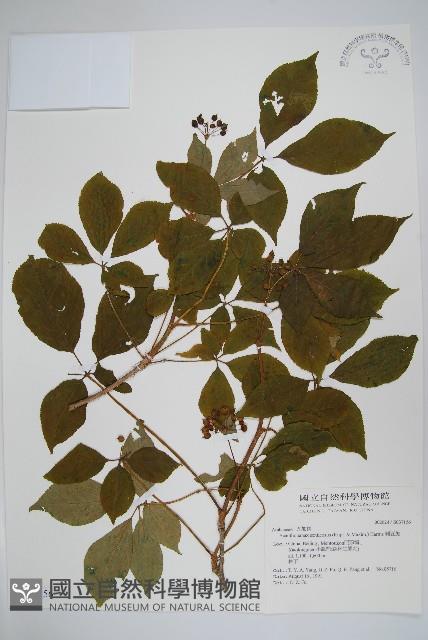 刺五加藏品圖，第1張