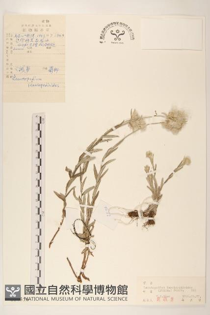 火絨草藏品圖，第1張