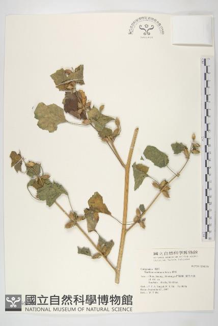 蒼耳藏品圖，第1張