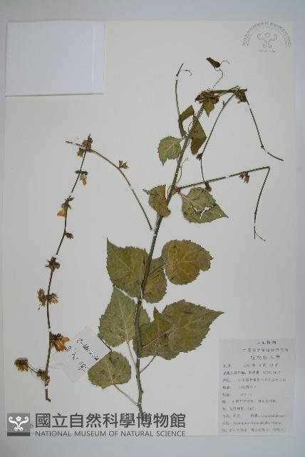 薺苨藏品圖，第1張