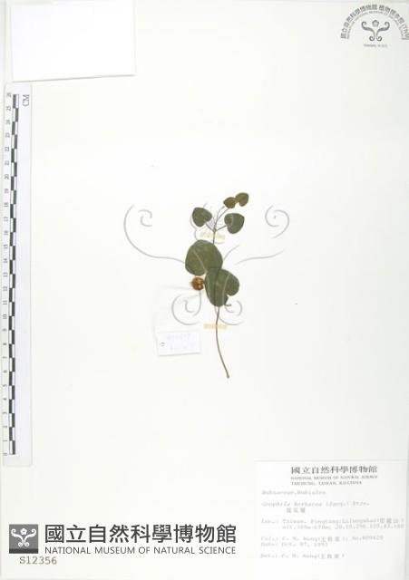 苞花蔓藏品圖，第1張