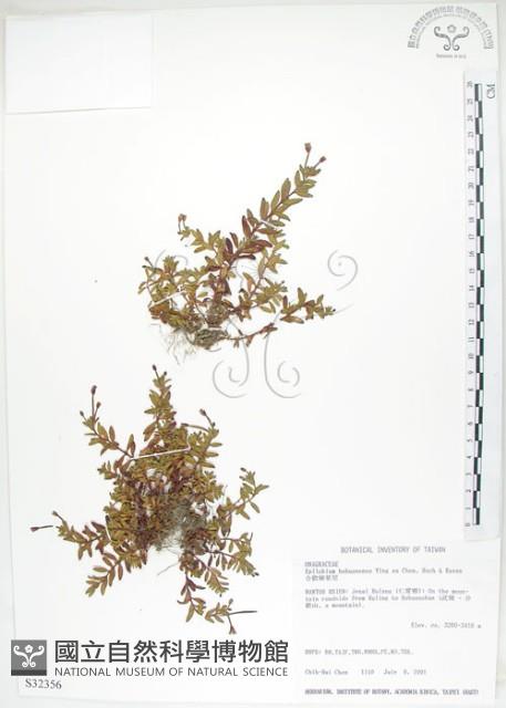 合歡柳葉菜藏品圖，第1張