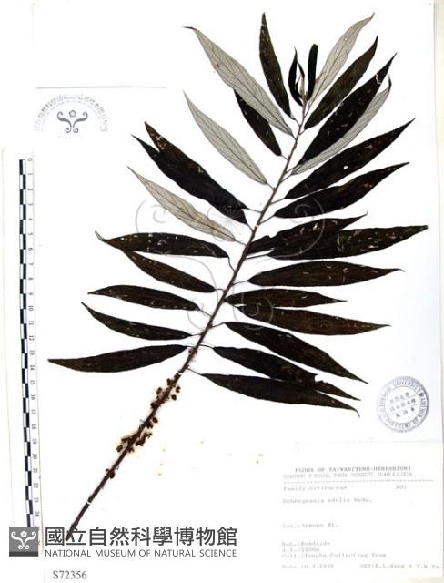 水麻藏品圖，第1張