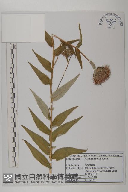 野薊藏品圖，第1張