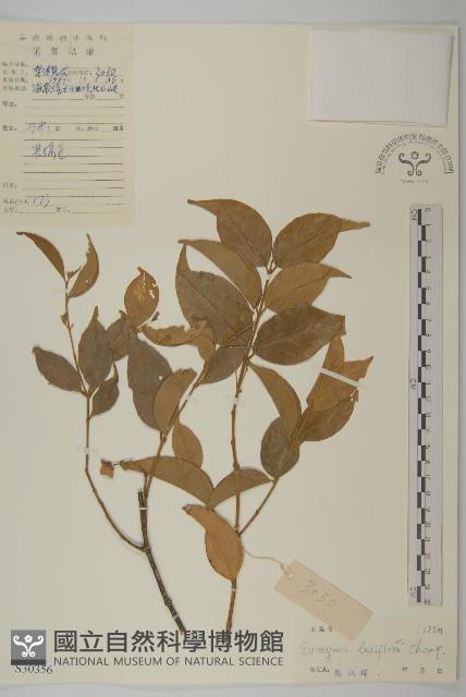 大丁黃藏品圖，第1張