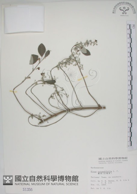 海埔姜藏品圖，第1張