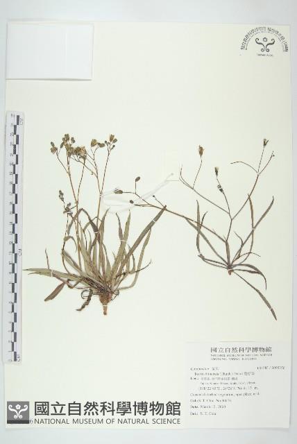 兔仔菜藏品圖，第1張