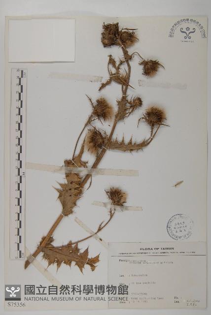 阿里山薊藏品圖，第1張