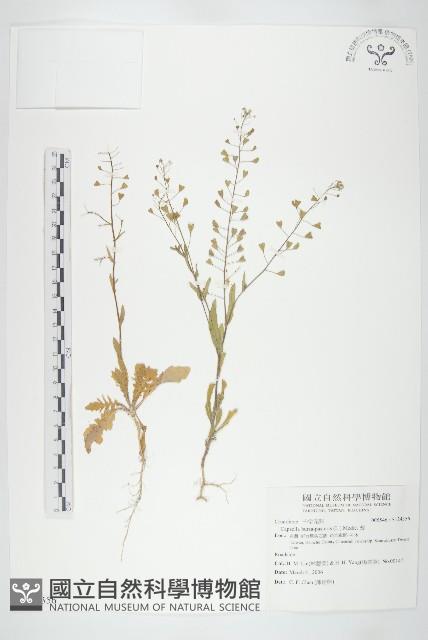 薺藏品圖，第1張