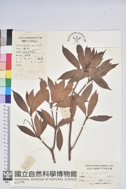 馬醉木藏品圖，第1張