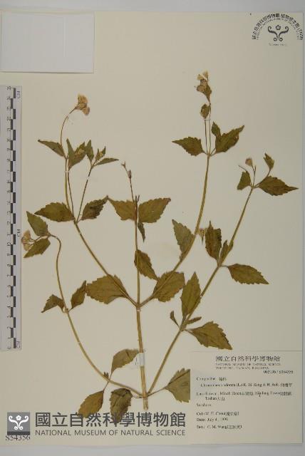 香澤蘭、飛機草藏品圖，第1張