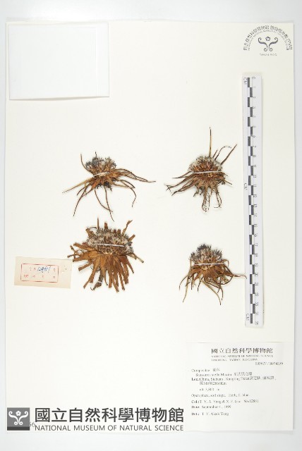 星狀風毛菊藏品圖，第1張