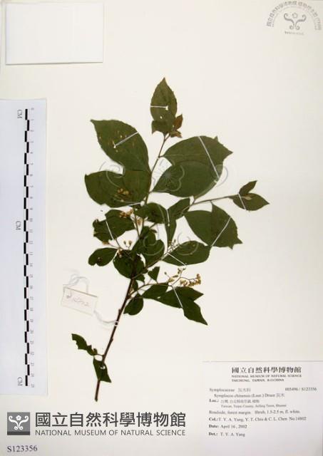 灰木藏品圖，第1張