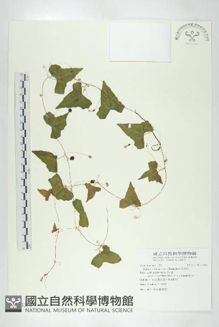 馬交兒藏品圖，第1張