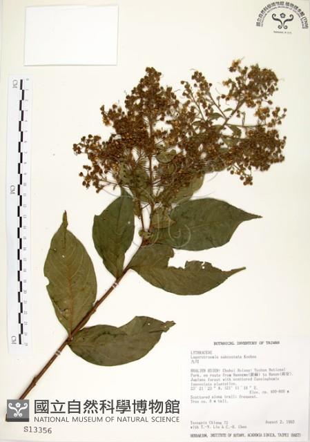 九芎藏品圖，第1張