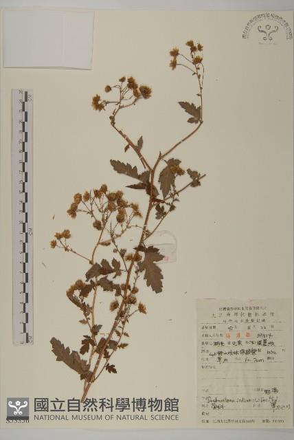 油菊、野菊藏品圖，第1張