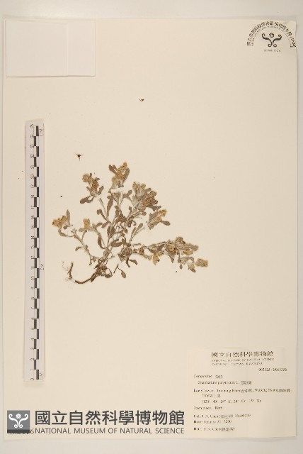 鼠麴舅藏品圖，第1張