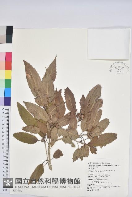 狹葉櫟藏品圖，第1張