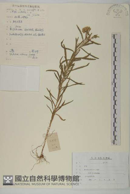 西伯利亞蓍藏品圖，第1張