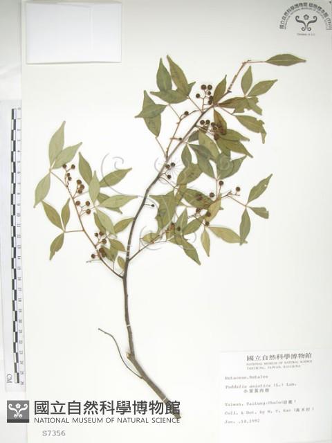 飛龍掌血藏品圖，第1張