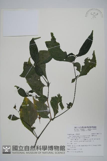 腺萼馬藍藏品圖，第1張