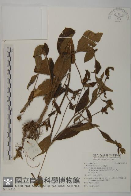 杓兒菜藏品圖，第1張