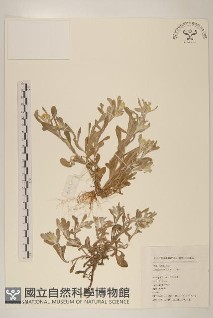 鼠麴草藏品圖，第1張