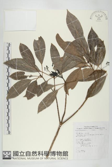 耿氏虎皮楠藏品圖，第1張