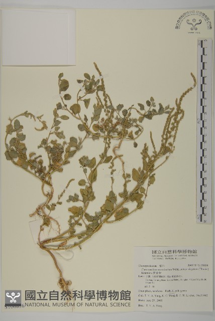 變葉藜藏品圖，第1張