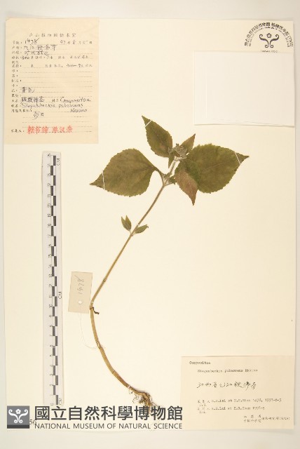 腺梗豨薟藏品圖，第1張