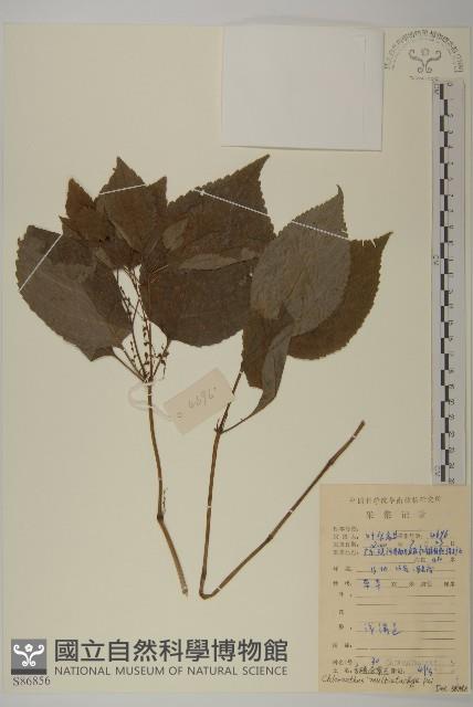 多穗金粟蘭藏品圖，第1張