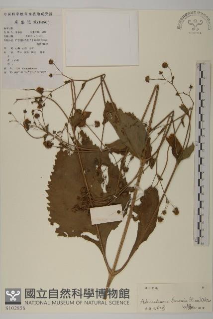 下田菊藏品圖，第1張