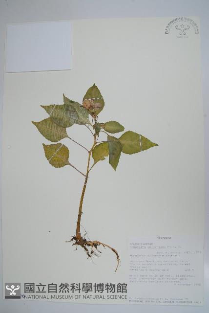 非洲鳳仙花藏品圖，第1張