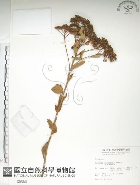 臺灣繡線菊藏品圖，第1張