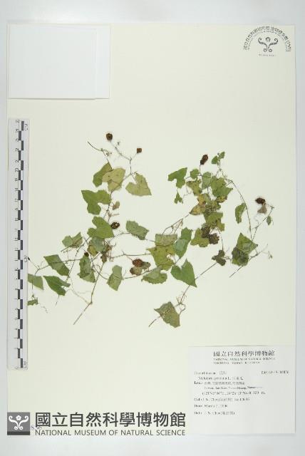 垂果瓜藏品圖，第1張