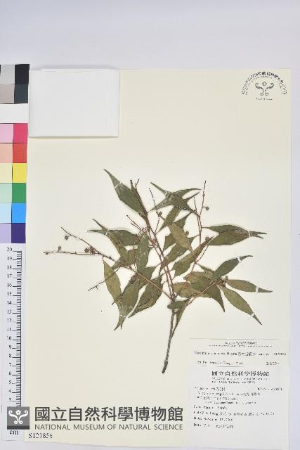 巒大越橘藏品圖，第1張