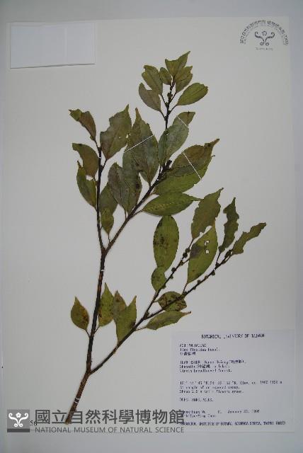 臺灣糊樗藏品圖，第1張