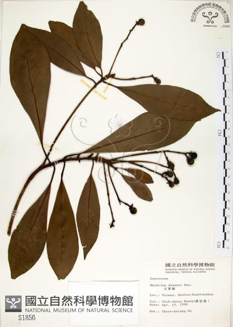 大葉楠藏品圖，第1張