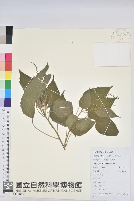 假扎包葉藏品圖，第1張