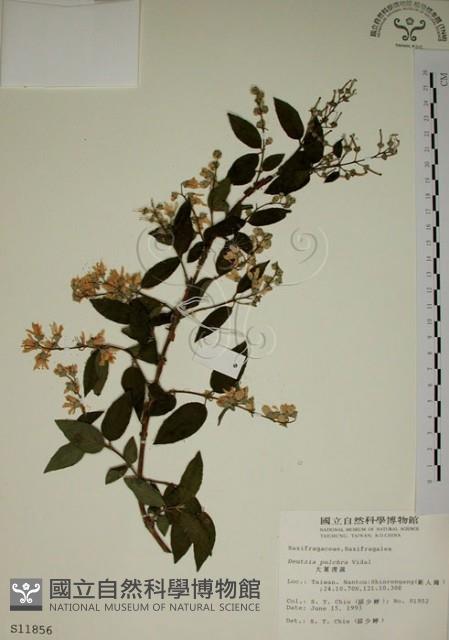 大葉溲疏藏品圖，第1張