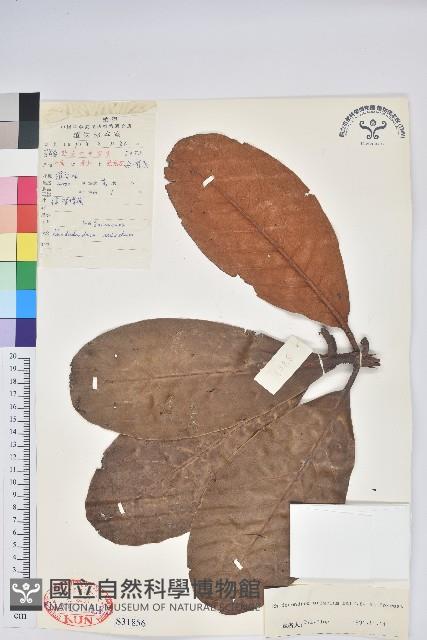 奪目杜鵑藏品圖，第1張