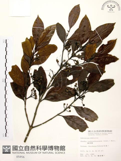 茜草樹藏品圖，第1張