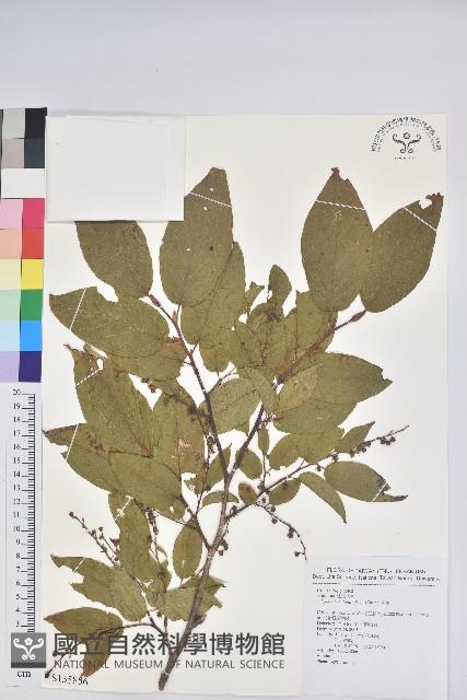 南燭藏品圖，第1張