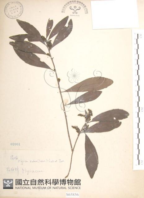 楊梅藏品圖，第1張