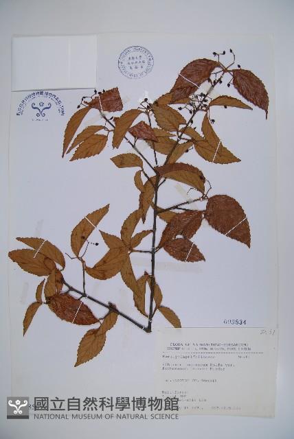 紅子莢迷藏品圖，第1張